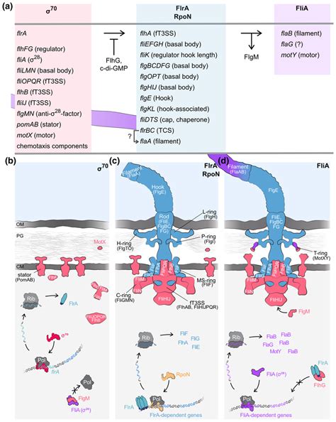 Transcriptional Regulation Model Of Polar Flagellar Synthesis In S