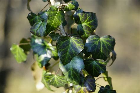 Ivy Merambat Hijau Foto Gratis Di Pixabay Pixabay