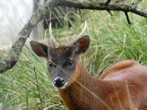 Northern Pudu Deer (pudu mephistopheles) | The World's Smallest Deer