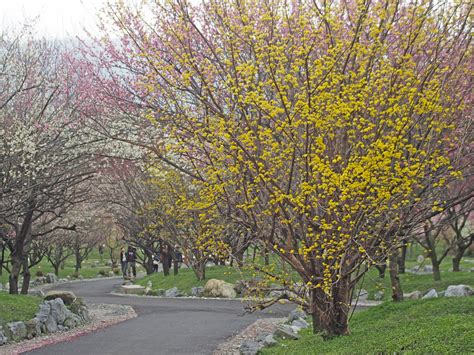 Cornus officinalis (Japanese Cornel Dogwood, Japanese Cornelian Cherry ...