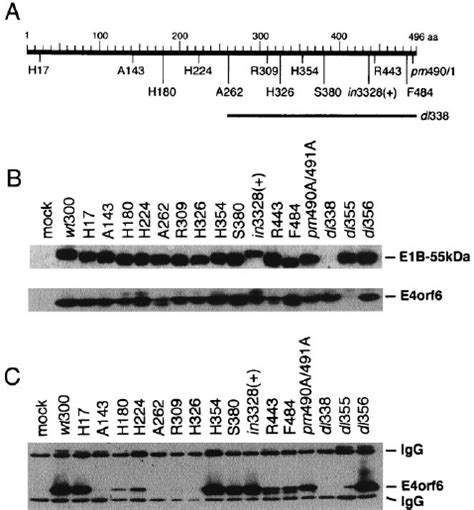 Analysis Of The E B Kda E Orf Protein Interaction In Mutant And