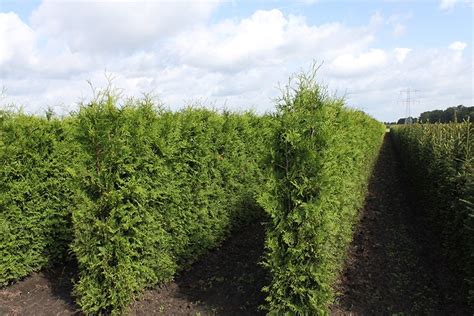 Green Giant Arborvitae Thuja X ‘green Giant Instanthedge