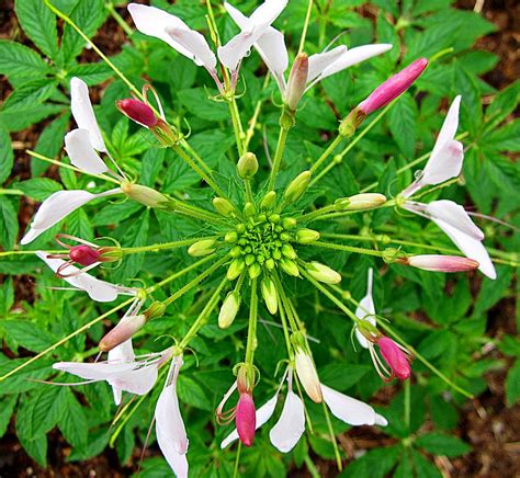 Cleome Overhead Photograph By Mtbobbins Photography Fine Art America