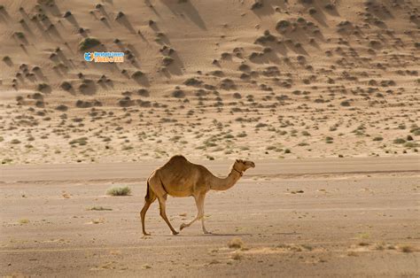 Egypt Desert Animals | Types of Fauna and Wildlife in Egyptian