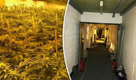 Cannabis Factory With Drugs Worth £1 Million Found In Nuclear Bunker Uk News Uk