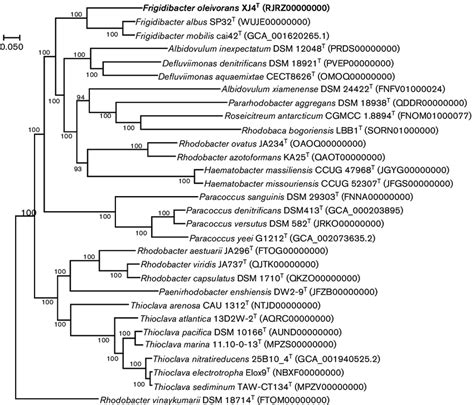 RAxML Phylogenetic Tree Of Strain XJ4 T And Related Strains Based On