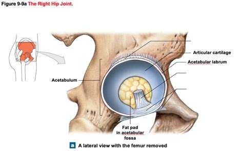 Right Hip Joint Lateral View Diagram Quizlet