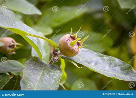 Medlar stock image. Image of tree, nature, mispel, garden - 59962327