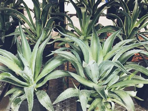 How To Grow And Care For Agave In Your Garden A Step By Step Beginners