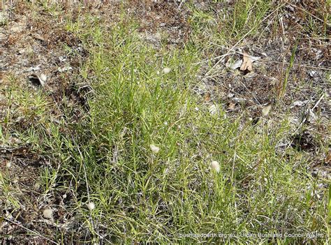 Couch Grass Urban Bushland Council Wa