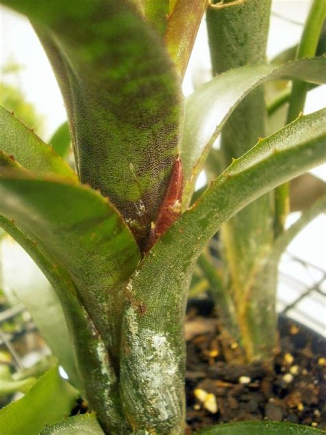 Plants Are The Strangest People Random Plant Event Neoregelia