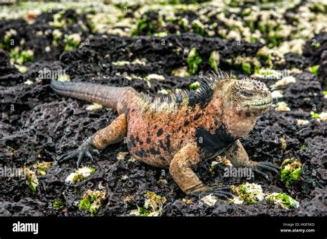 A Male Of Galapagos Marine Iguana Resting On Lava Rocks Amblyrhynchus