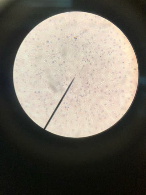 Answered Draw Liver Cells Through A Microscope Bartleby