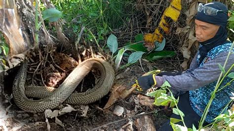 Jumbo Cobra Nakita Sa Ilalim Ng Papag Ni Kuya Jtg Kamandag Youtube