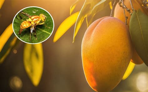 Quais As Principais Causas Da Presença Das Moscas Das Frutas Coleagro