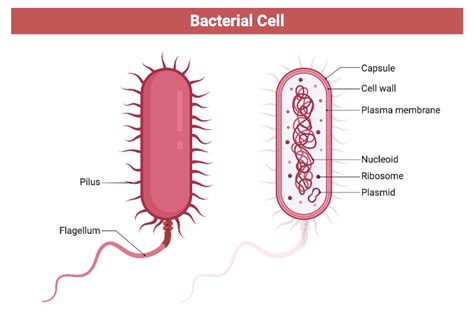 Structural Overview Of A Bacterial Cell BioRender Science Templates