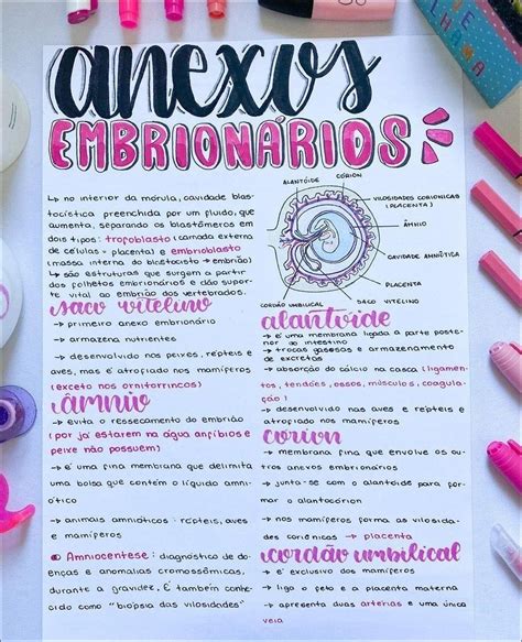 Mapas Mentais Sobre ANEXOS EMBRIONARIOS Study Maps