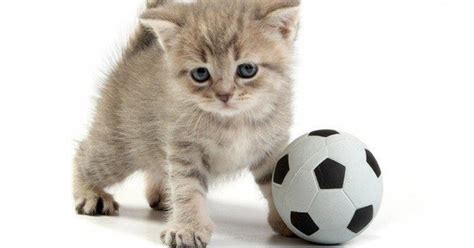 Kittens Playing Soccer / Cat Football High Res Stock Images ...