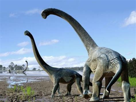 Descubren Dos Dinosaurios Herbívoros De Cuello Largo En Australia