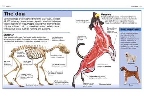 Dog anatomy | Dog anatomy, Strong muscles, Anatomy