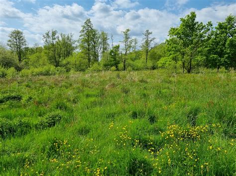 Wybunbury Moss National Nature Reserve Dave Collier Flickr