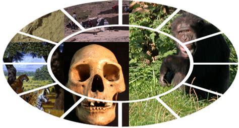 evolutionary anthropology society anthropology theory project fandom