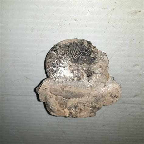 Hoplo Scaphites Nicoletti Iridescent Ammonite Fossil Fox Hills