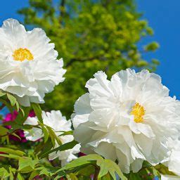 Paeonia Tree Tree Peony Suffruticosa Renkaku Degroot