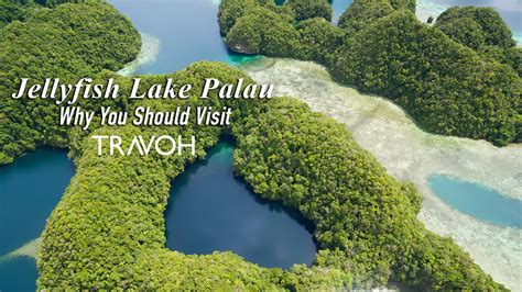 Why You Should Visit Jellyfish Lake In Palau TRAVOH