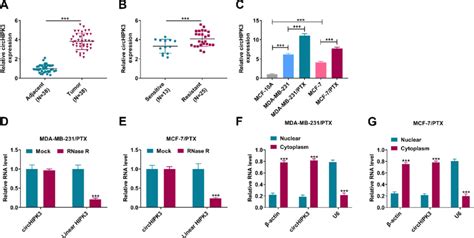 CircHIPK3 Expression Was Increased In PTX Resistant BC Tissues And