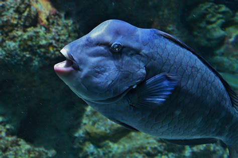 Bumphead Parrotfish Bolbometopon Muricatum Zoochat