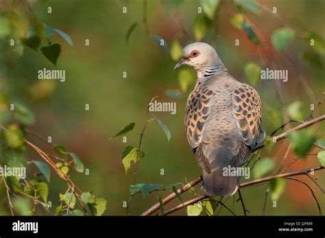 Turtle dove (Streptopelia turtur) in breeding habitat Stock Photo - Alamy