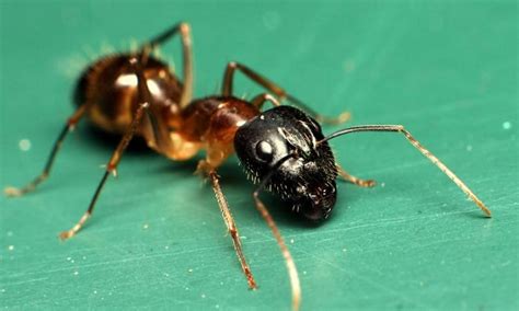 How to Get Rid of Ants in the Garden Soil: 7 Effective Ways