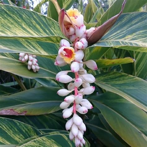 Alpinia Zerumbet “Variegated Shell Ginger” – Aloha Tropicals