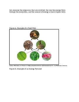 Ngss Nyssls Food Webs And Energy Pyramids Lab By Biology Minds Tpt