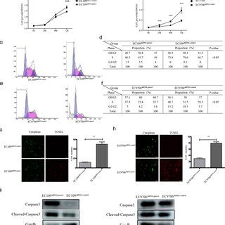 Piezo1 Downregulation Affects ESCC Cell Proliferation Cell Cycle