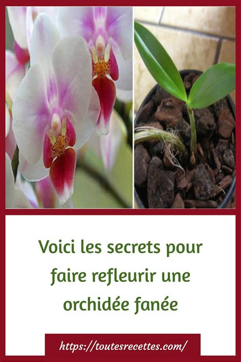 Voici Les Secrets Pour Faire Refleurir Une Orchid E Fan E Toutes Recettes