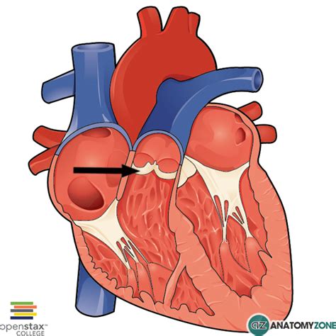 Pulmonary Valve • Cardiovascular • AnatomyZone