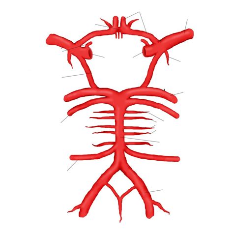 Cmi 354 Exam 2 Carotid Artery Anatomy Diagram Quizlet