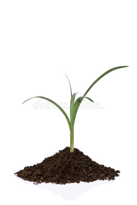 Growing plant. Small growing plant against white background , # ...