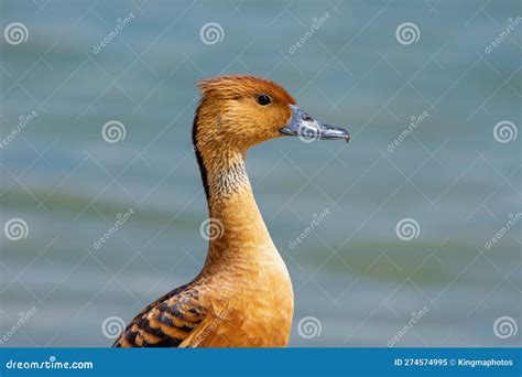 Fulvous Whistling Duck Or Fulvous Tree Duck Dendrocygna Bicolor