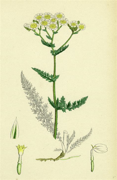 Achillea Millefolium Common Yarrow Drawing By English School Fine Art America