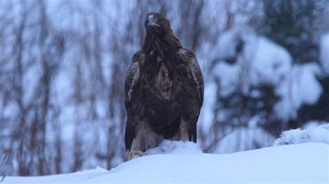 250+ Golden Eagle Beak Bird Bird Of Prey Stock Videos and Royalty-Free