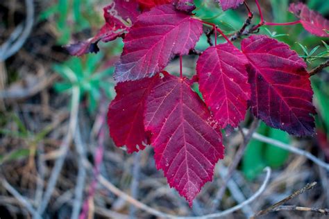 Kostenlose Hintergrundbilder Blatt Maple Leaf Ahorn Biologie