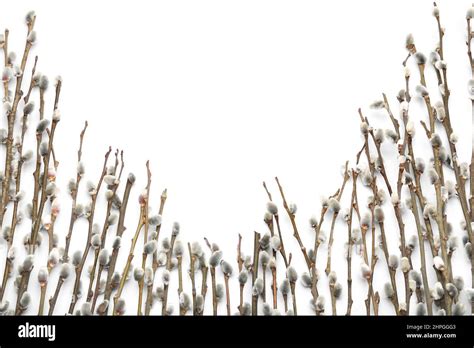 Pussy Willow Branches On White Background Stock Photo Alamy