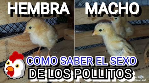 Como Se Sabe Si Un Pollo Es Macho O Hembra Noticias De Pollo