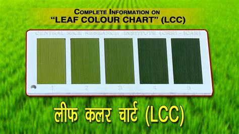 Irri Leaf Color Chart: A Visual Reference of Charts | Chart Master