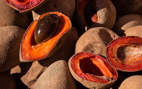 Mamey Is A Fruit Thats Grown Throughout Central America And The Caribbean