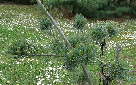 Zénitude au jardin Niwaki Pinus parv glauca