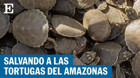 Ind Genas Del Amazonas Se Unen Para Salvar A Las Tortugas El Pa S